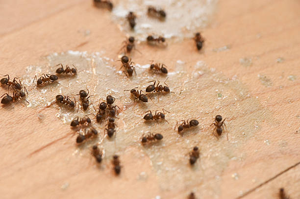 Best Ant Control Services  in Jefferson, OH